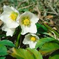 Helleborus niger 'Christmas Carol'