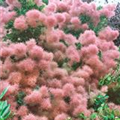 Cotinus coggygria 'Foliis Purpureis'