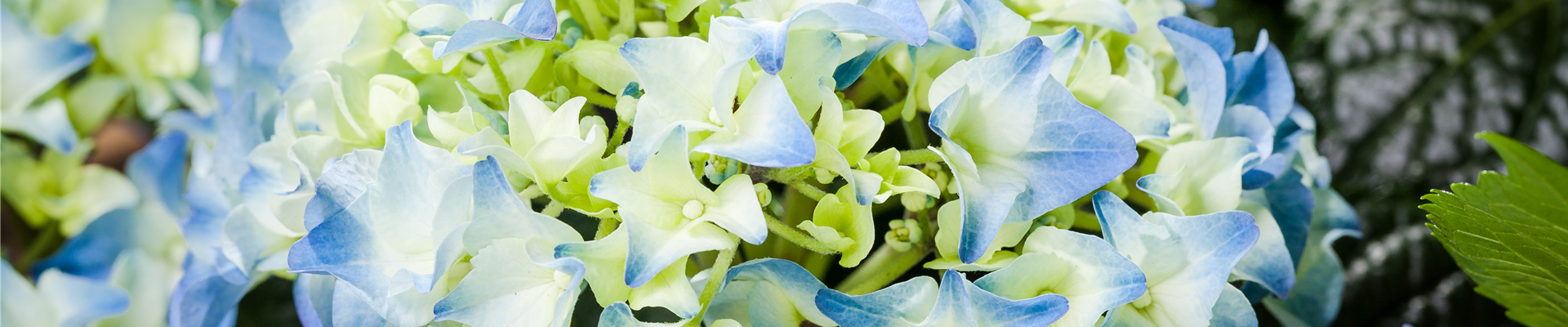 Hydrangea macrophylla, blau