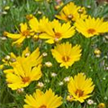 Coreopsis 'Citrine'