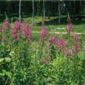 Epilobium angustifolium