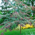 Gleditsia triacanthos 'Rubylace'