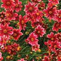 Coreopsis 'Desert Coral'