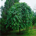 Fraxinus excelsior 'Pendula'