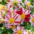 Dahlia pinnata 'Top Mix'