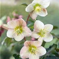 Helleborus niger 'Winter Moonbeam'