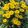 Coreopsis grandiflora 'Flying Saucers'®