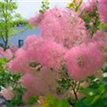 Cotinus coggygria 'Smokey Joe'®