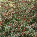 Cotoneaster dammeri