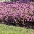 Erica carnea 'Rosalie'