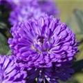 Aster 'Victoria'®