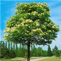 Fraxinus ornus