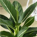 Dieffenbachia seguine