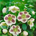 Helleborus orientalis 'White Spotted'