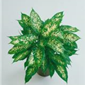 Dieffenbachia seguine 'Compacta'