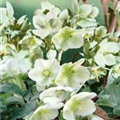 Helleborus orientalis 'Winter Darling'