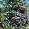 Clematis alpina