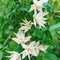 Clematis alpina 'Albiflora'