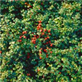 Cotoneaster dammeri 'Winterjuwel'