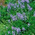 Hyacinthoides hispanica