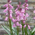 Hyacinthoides hispanica, rosa