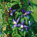 Clematis alpina 'Columbine'