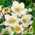 Helleborus x ericsmithii 'HGC Shooting Star'®