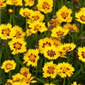 Coreopsis grandiflora 'Sunfire'