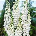 Digitalis purpurea 'Alba'