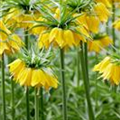 Fritillaria imperialis 'Maxima Lutea'