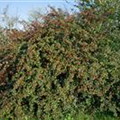 Cotoneaster franchetii