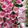 Digitalis purpurea 'Camelot'