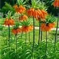 Fritillaria imperialis 'Rubra Maxima'