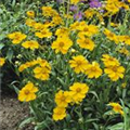 Coreopsis lanceolata