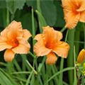 Hemerocallis 'Belle Amber'