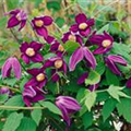 Clematis alpina 'Octopus'(s)