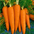 Daucus carota var. sativus 'Baltimore'