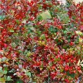 Cotoneaster horizontalis