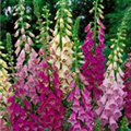 Digitalis purpurea 'Foxy Hybrids'