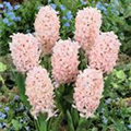 Hyacinthus orientalis 'Apricot Passion'