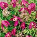 Clematis alpina 'Ruby'