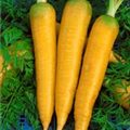 Daucus carota var. sativus 'Gelbe Pfälzer'