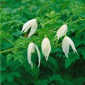 Clematis alpina 'White Columbine'