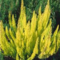 Erica arborea 'Albert´s Gold'