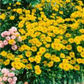 Coreopsis lanceolata 'Goldteppich'