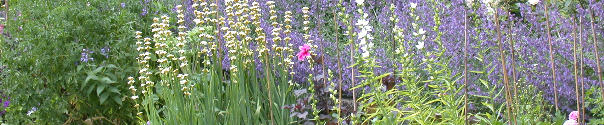 Nepeta, Sisyrinchium striatum