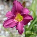 Hemerocallis 'Flutterbye'