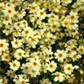 Coreopsis lanceolata 'Pinwheel'