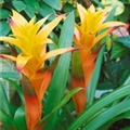 Guzmania 'Joyce'