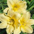 Hemerocallis 'Going Bananas'